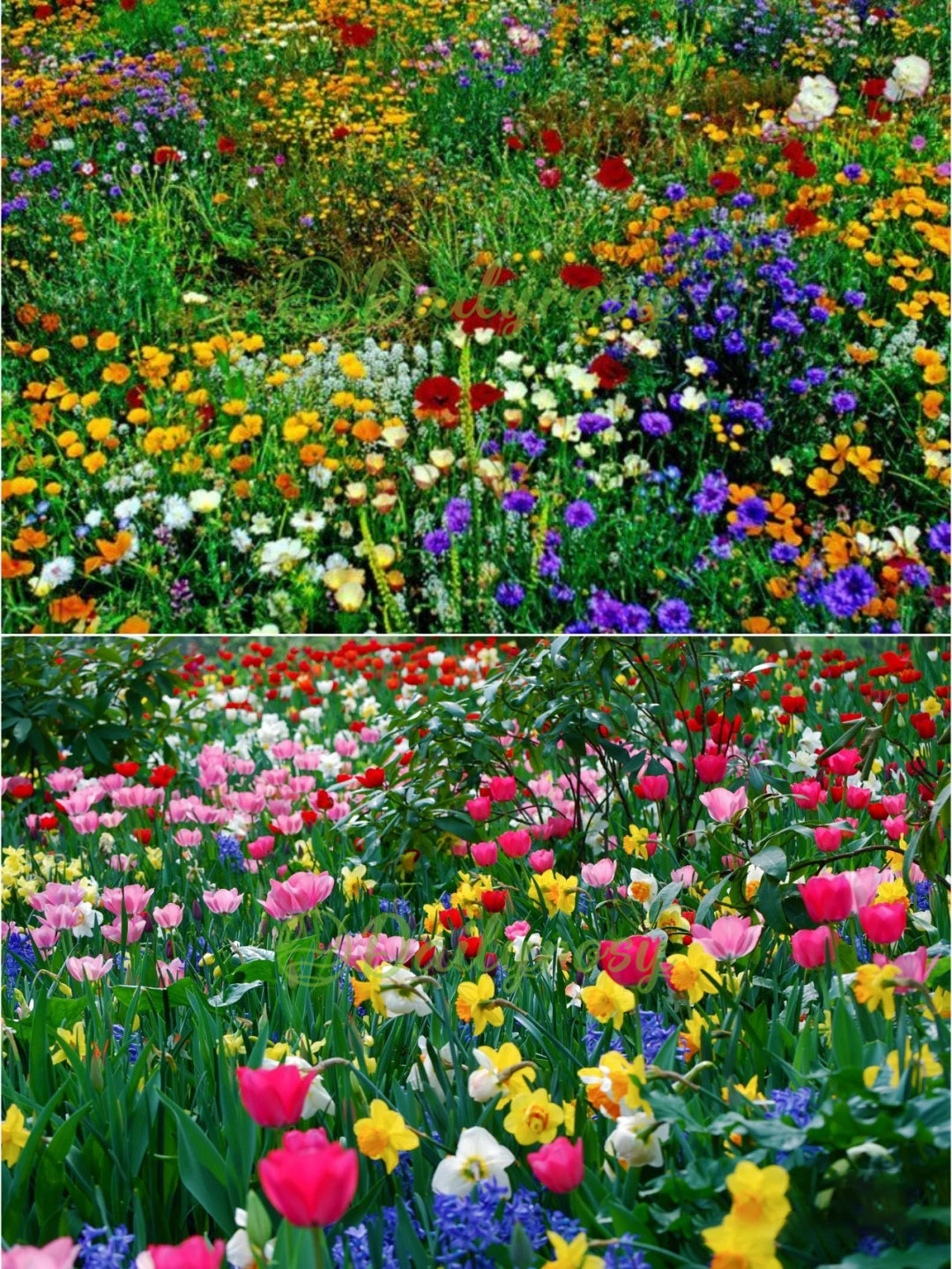 🔥Poslední den prodeje💐Smíšená semena trvalek - přes 60 různých odrůd