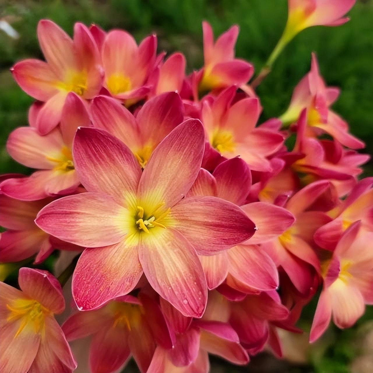 Cibulky dešťových orchidejí – kvetou po dalším dešti