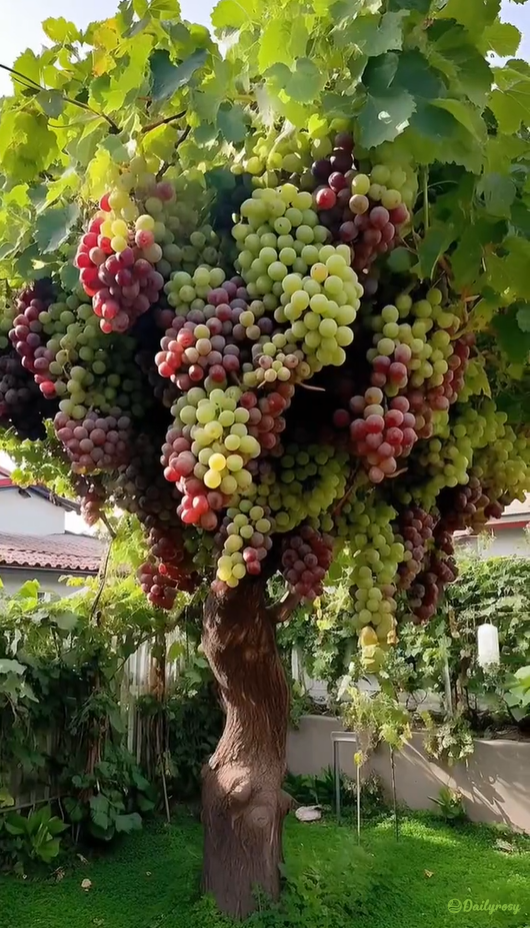 Obří hroznová semínka: tenkoplátná, velká a bez semínek 🍇🌿