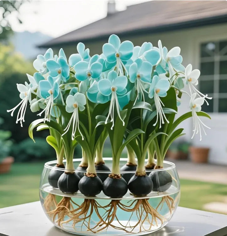 Cibule květin Phalaenopsis lucerna