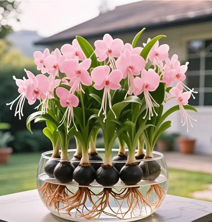 Cibule květin Phalaenopsis lucerna