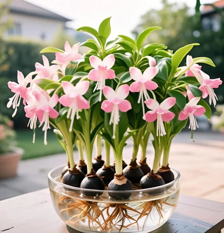 Cibule květin Phalaenopsis lucerna