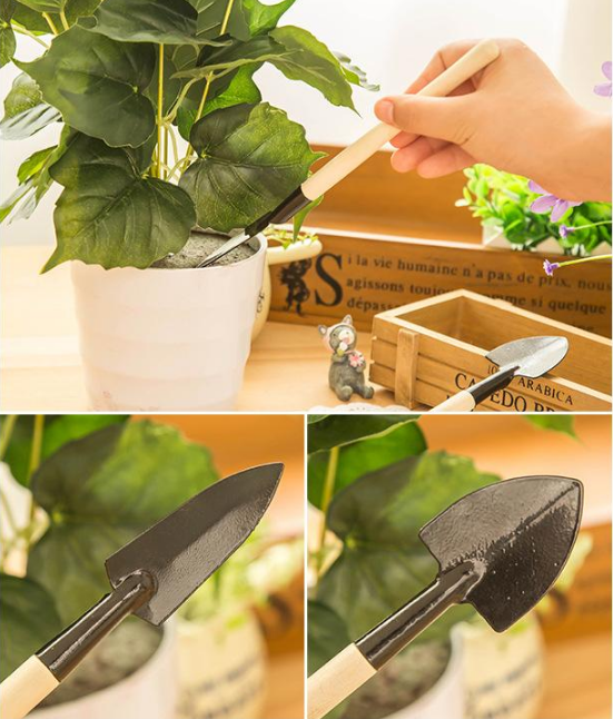 Cibule květin Phalaenopsis lucerna