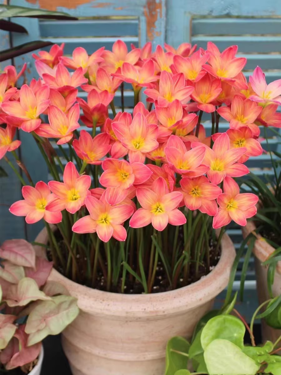 Cibulky dešťových orchidejí – kvetou po dalším dešti