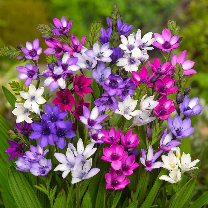 Cibulky dešťových orchidejí – kvetou po dalším dešti