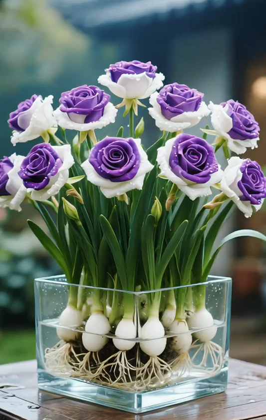 🌈Hydroponické, vzácné, dvoubarevné cibulky růží: barevný zázrak přírody 🌹