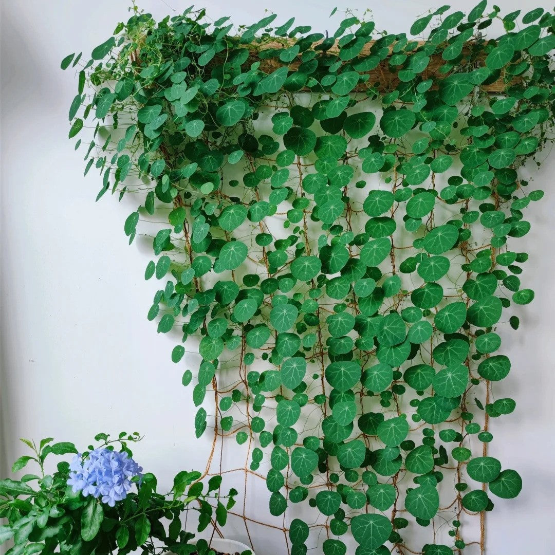 Stephania Erecta: Nejsilnější pokojová rostlina pro líné