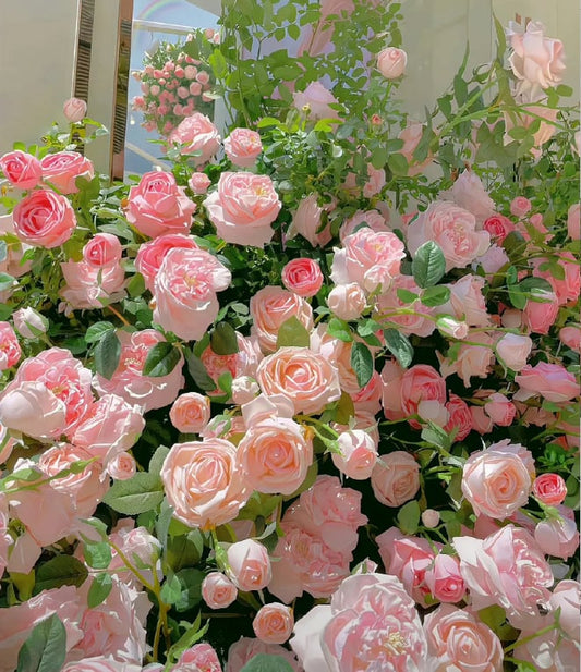 🌺Semínka popínavé růže