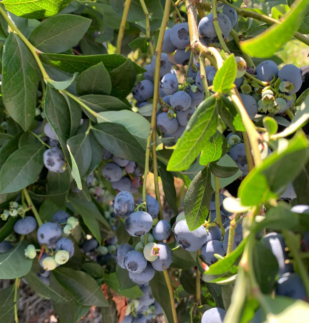 Semena plodů borůvek (VYSOKÝ VÝNOS)