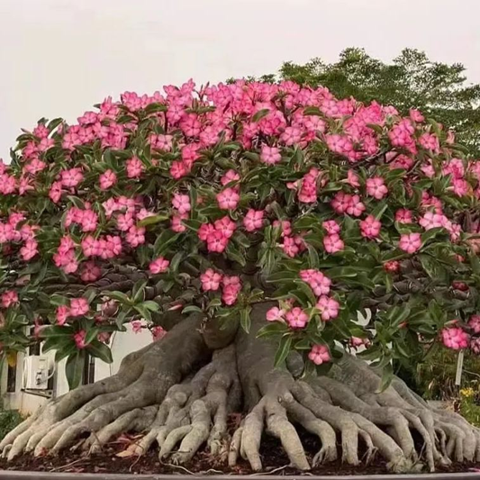 🔥Vypěstujte si Královnu pouště – nyní za sníženou cenu!🎁 😍Ráda kvete, má dlouhé období kvetení 🌵 Pouštní růže