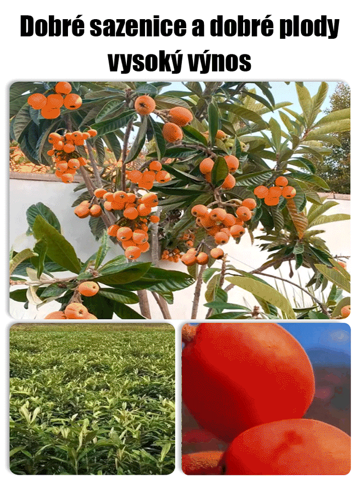 Bezsemenná sazenice lokvátu s červenou slupkou a červenou dužinou.