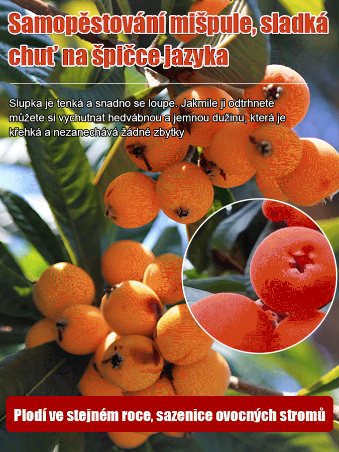 Bezsemenná sazenice lokvátu s červenou slupkou a červenou dužinou.