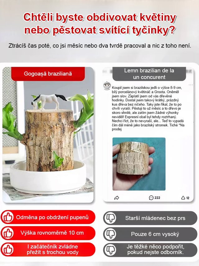 【Voda znamená život】Čtyřsezónní kvetoucí hydroponie brazilského šťastného dřeva