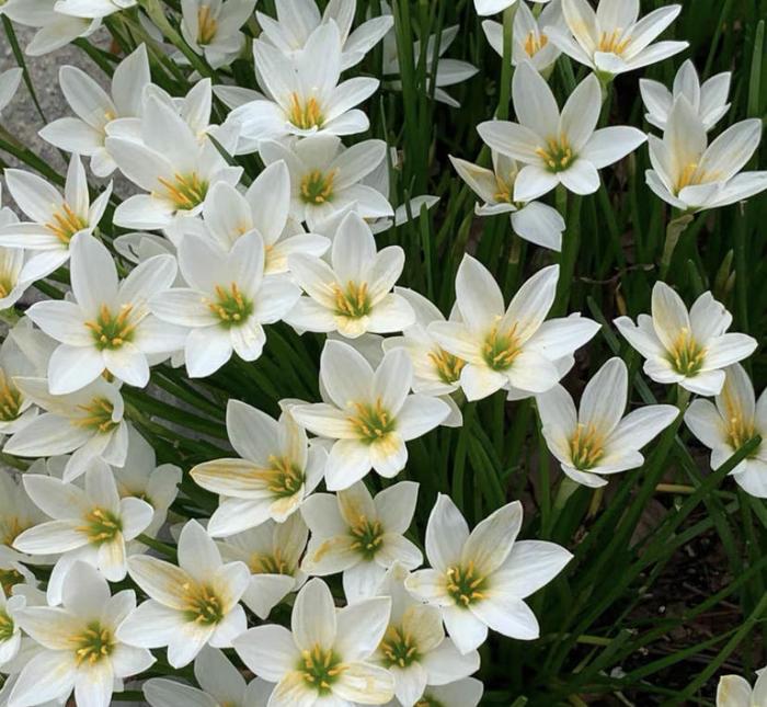 Cibulky dešťových orchidejí – kvetou po dalším dešti