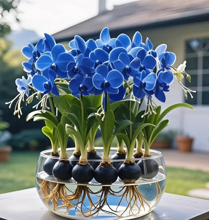 Cibule květin Phalaenopsis lucerna