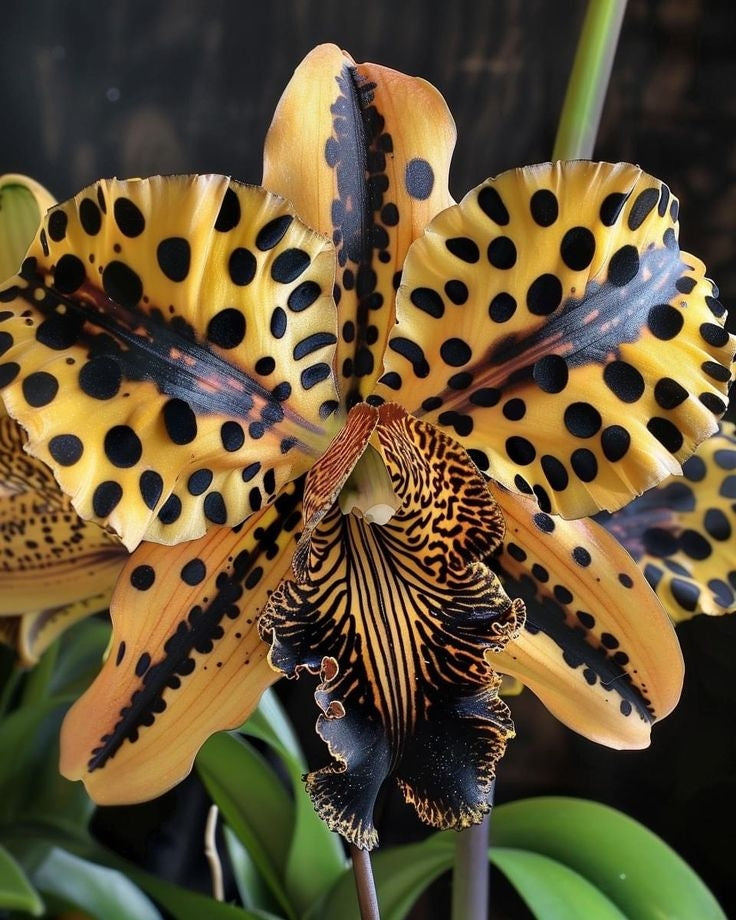 Semena kosatce motýlího