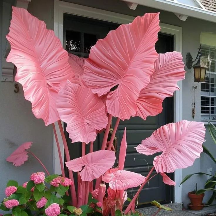 Cibule alokazie severní safírové - obří🍃 Proměňte svůj prostor tropickou majestátností