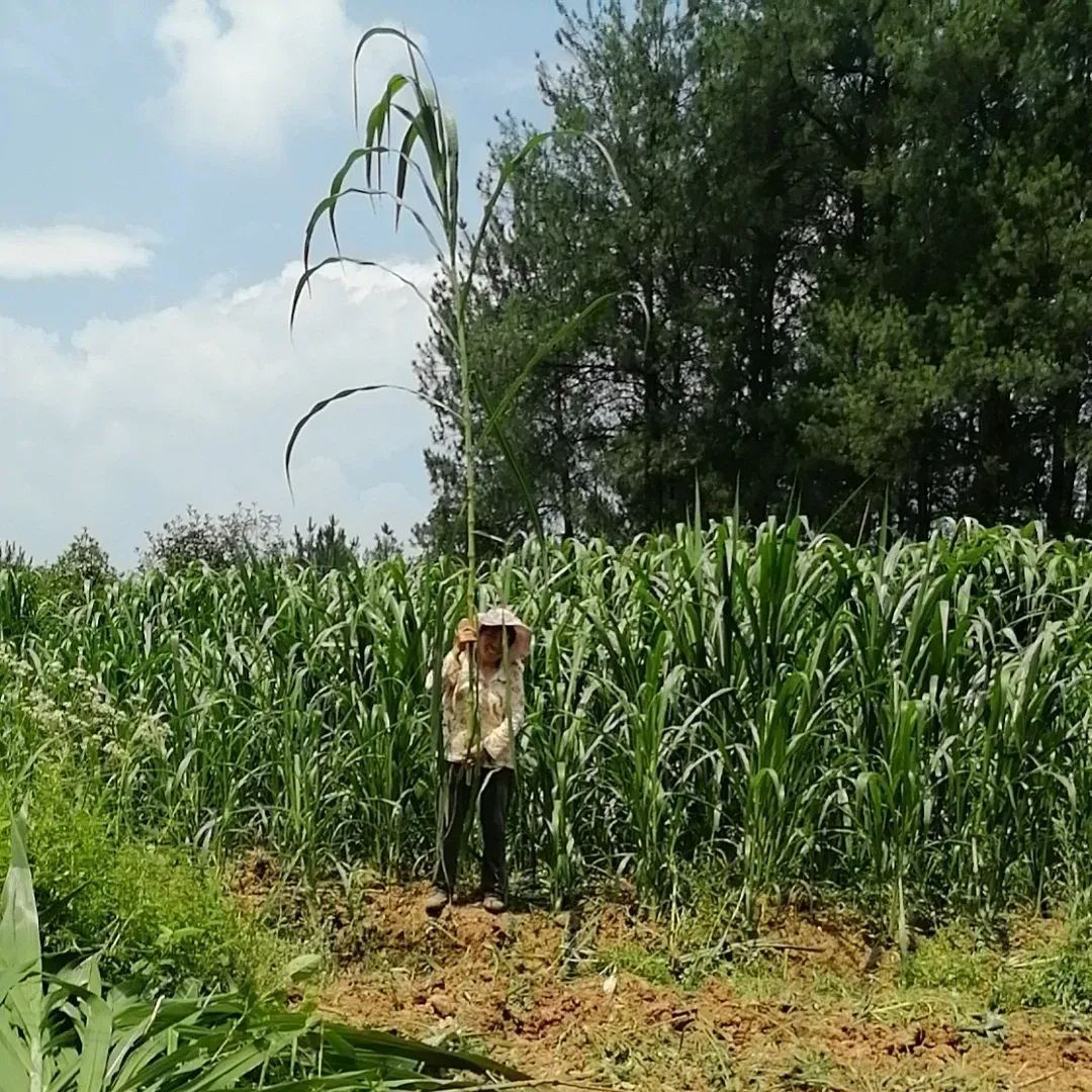 🌿Hybridní odrůda čiroku a súdánské trávy ✅Vysoce výnosné krmné semeno
