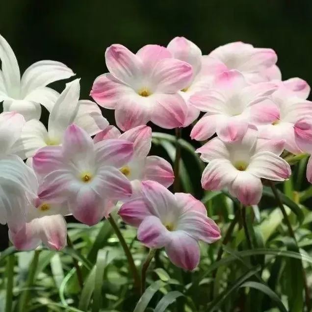 Cibulky dešťových orchidejí – kvetou po dalším dešti