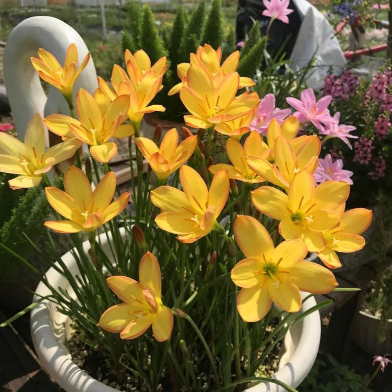 Cibulky dešťových orchidejí – kvetou po dalším dešti