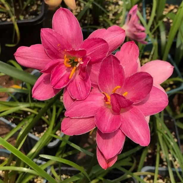 Cibulky dešťových orchidejí – kvetou po dalším dešti