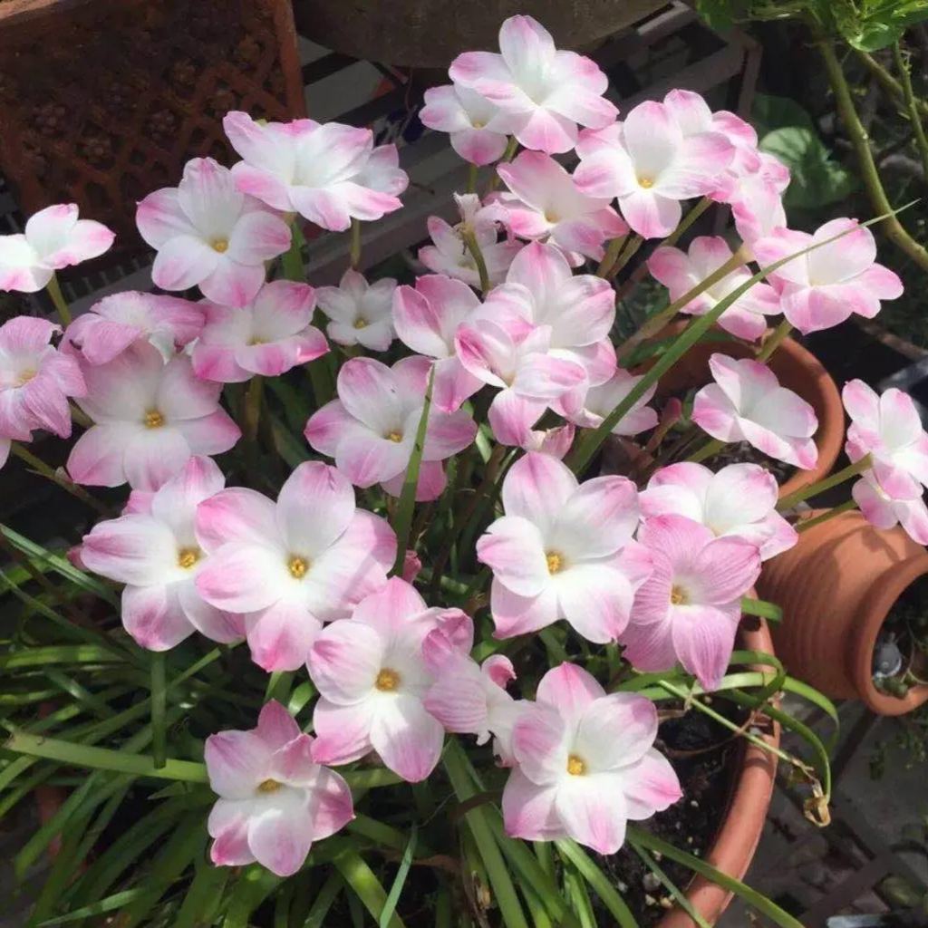 Cibulky dešťových orchidejí – kvetou po dalším dešti