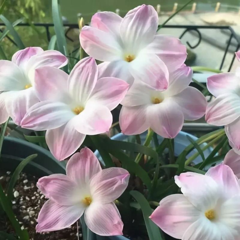 Cibulky dešťových orchidejí – kvetou po dalším dešti