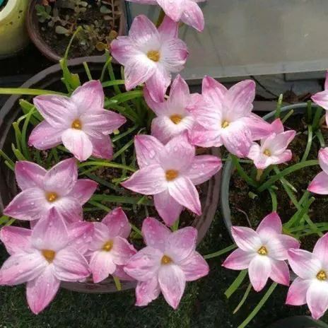Cibulky dešťových orchidejí – kvetou po dalším dešti