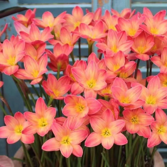 Cibulky dešťových orchidejí – kvetou po dalším dešti