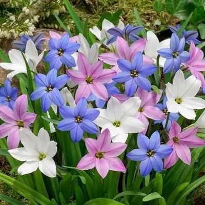 Cibulky dešťových orchidejí – kvetou po dalším dešti