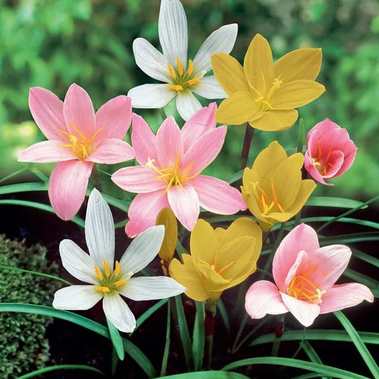 Cibulky dešťových orchidejí – kvetou po dalším dešti