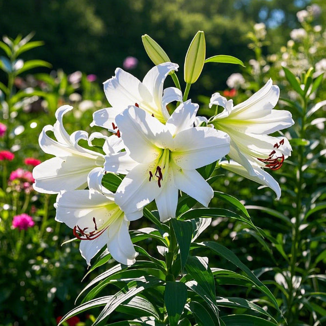 🌺Cibulky parfémovaných lilií – svěží a sladké