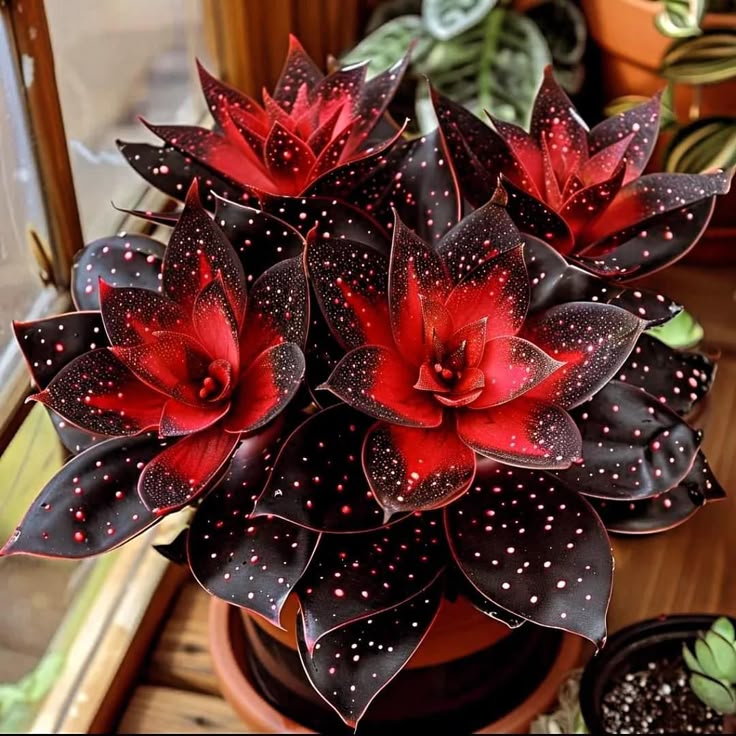 🌟Hosta Night Blue – skvělý doplněk vašeho domova! 🌟