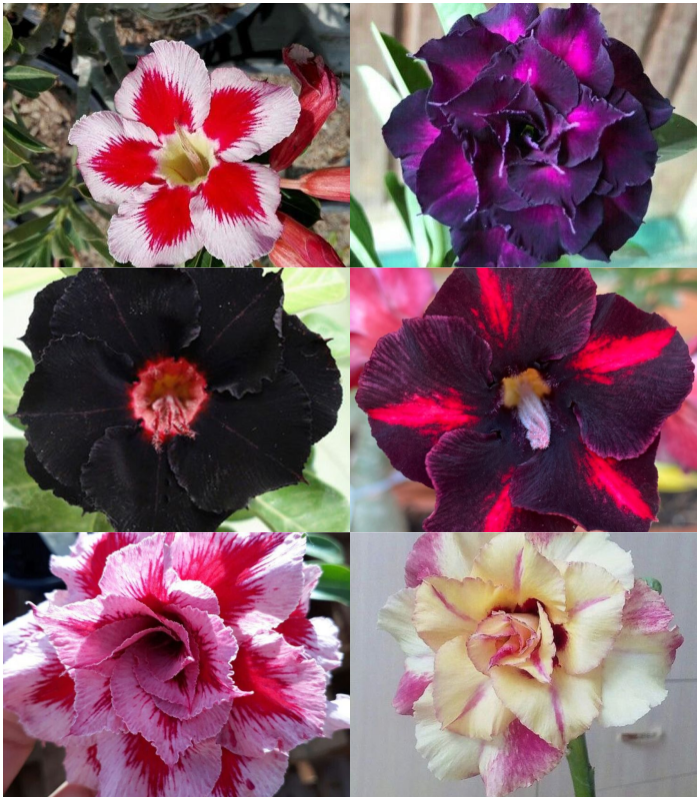 🔥Vypěstujte si Královnu pouště – nyní za sníženou cenu!🎁 😍Ráda kvete, má dlouhé období kvetení 🌵 Pouštní růže