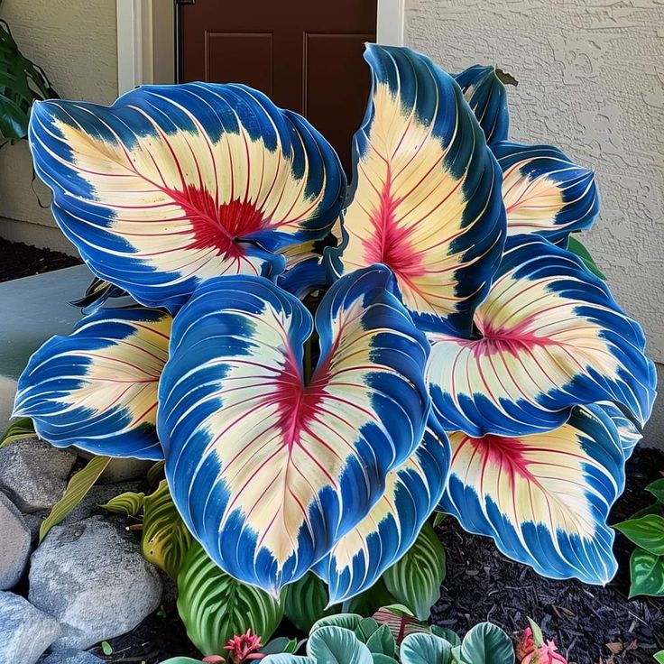 Cibule alokazie severní safírové - obří🍃 Proměňte svůj prostor tropickou majestátností