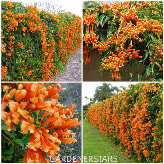 Semena květů Firecracker