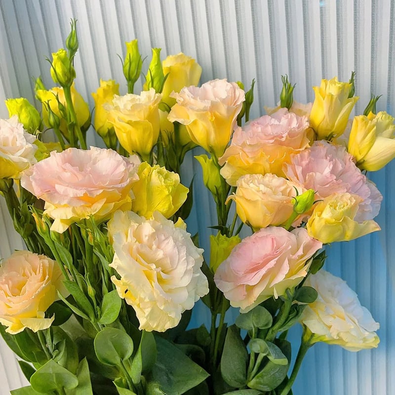 🔥Poslední den prodeje💝Eustoma Rose Thornless💐Lisianthus Seeds
