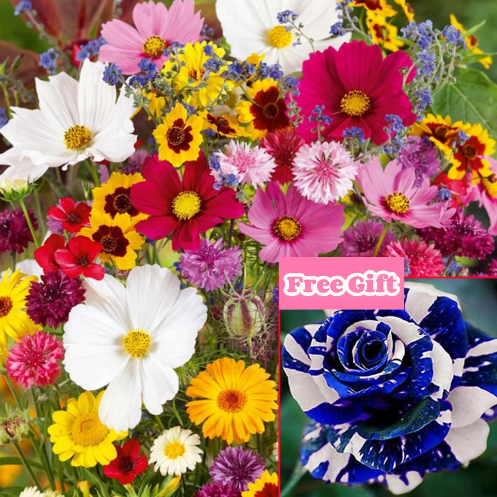 🔥Poslední den prodeje💐Smíšená semena trvalek - přes 60 různých odrůd