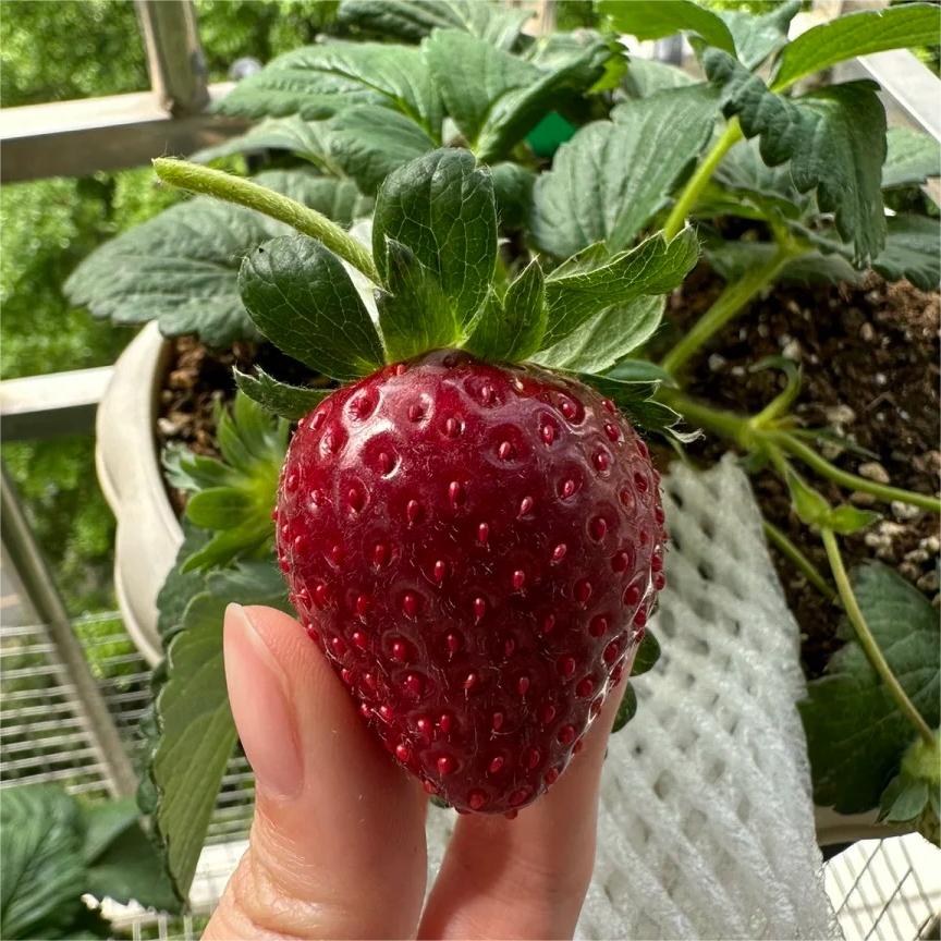 Semena jahody Black Pearl