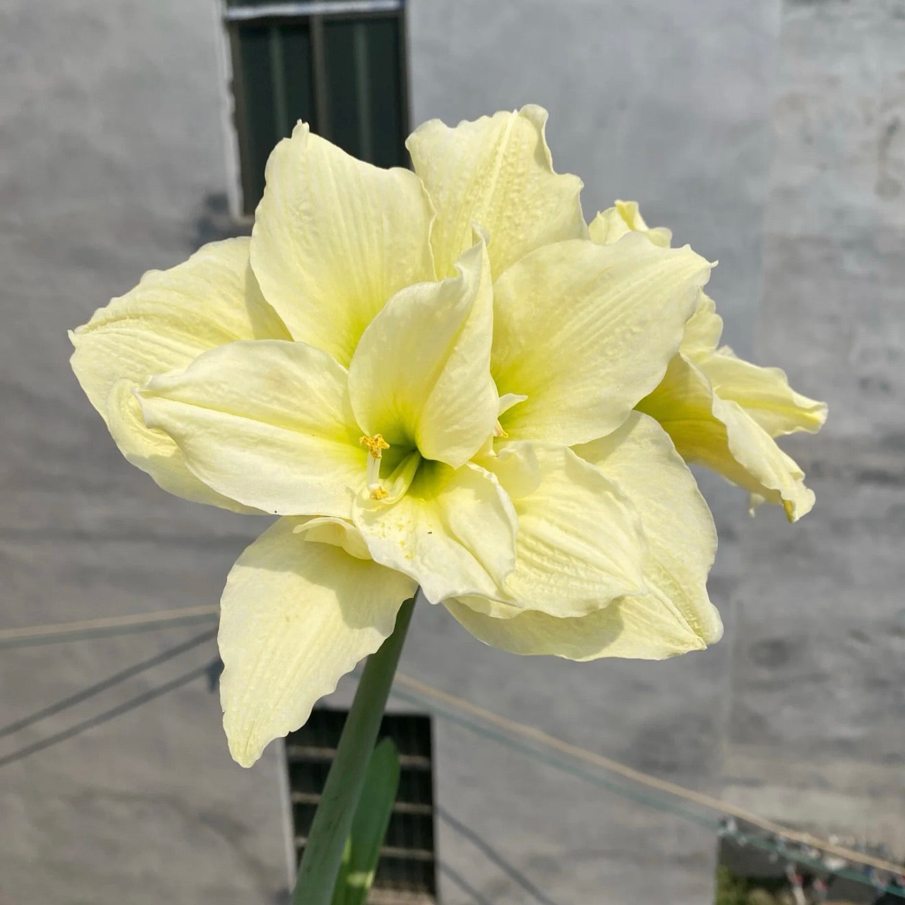 Cibule amarylisů s dvojitým květem🌼