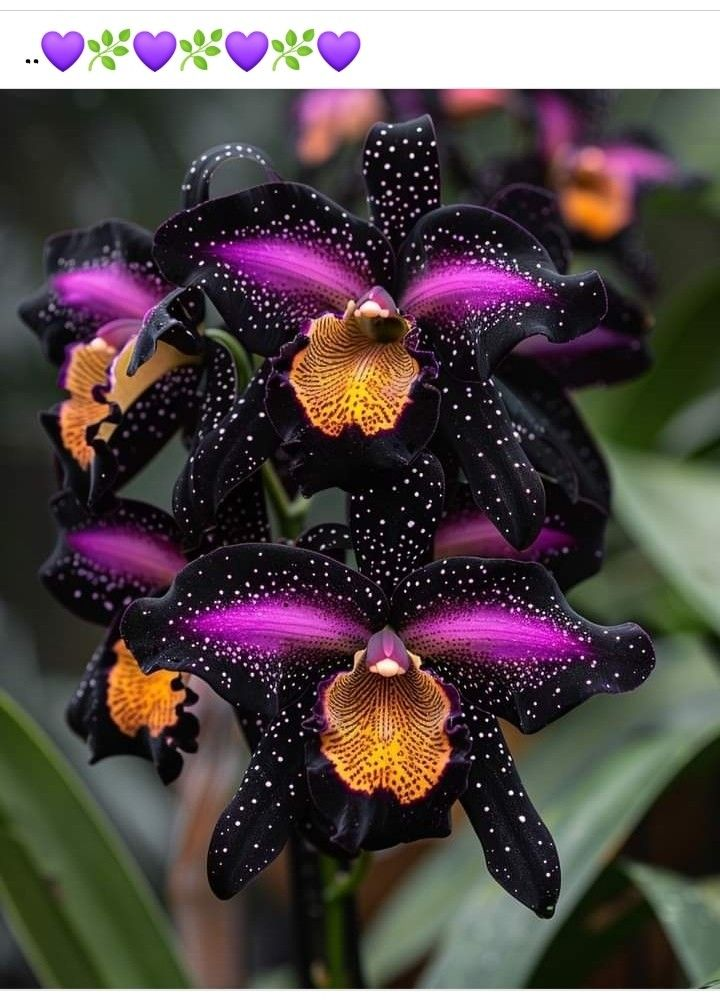 Semena kosatce motýlího