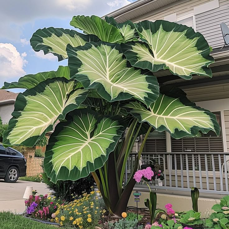 Obří cibule alokázie🍃Proměňte svůj prostor tropickou majestátností