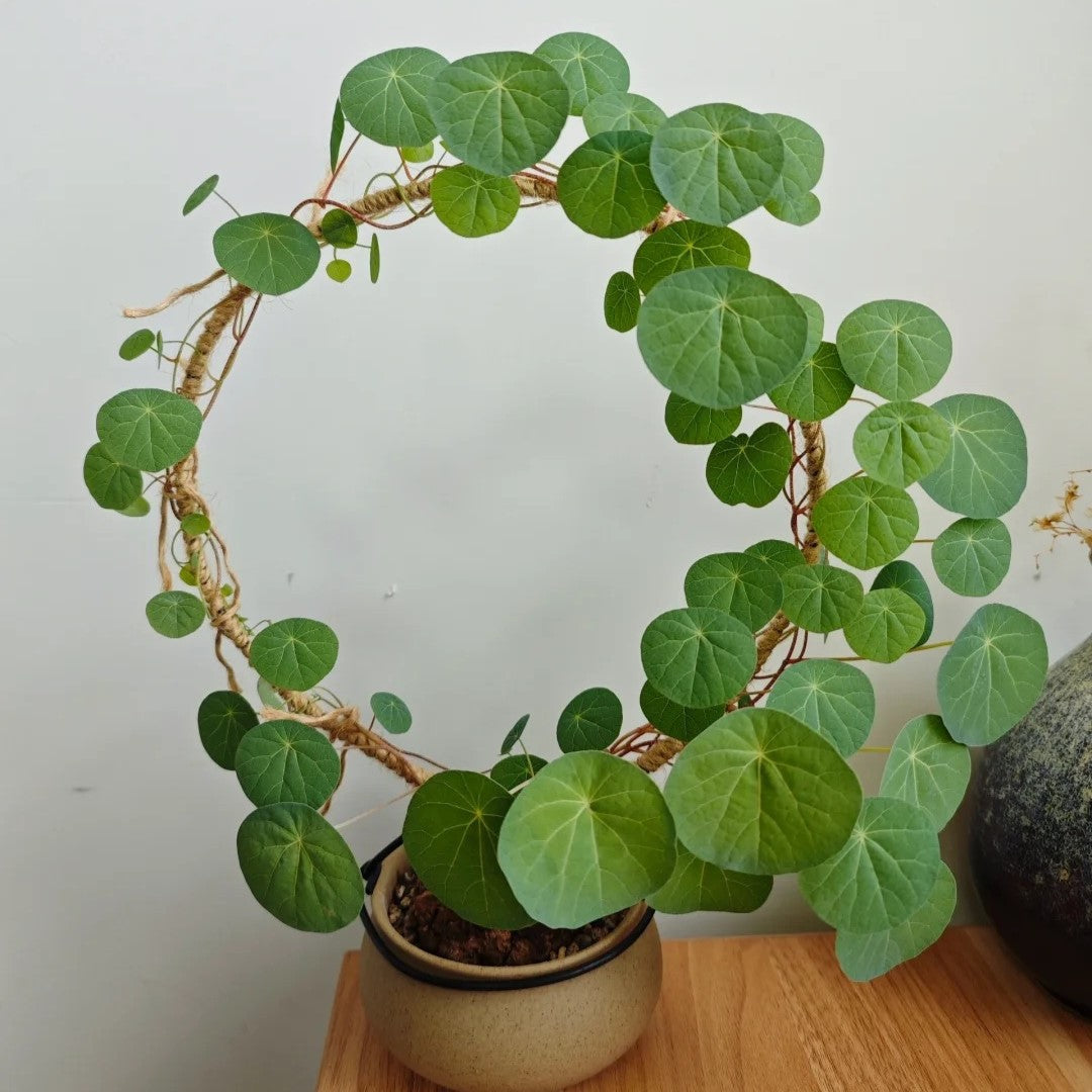 Stephania Erecta: Nejsilnější pokojová rostlina pro líné