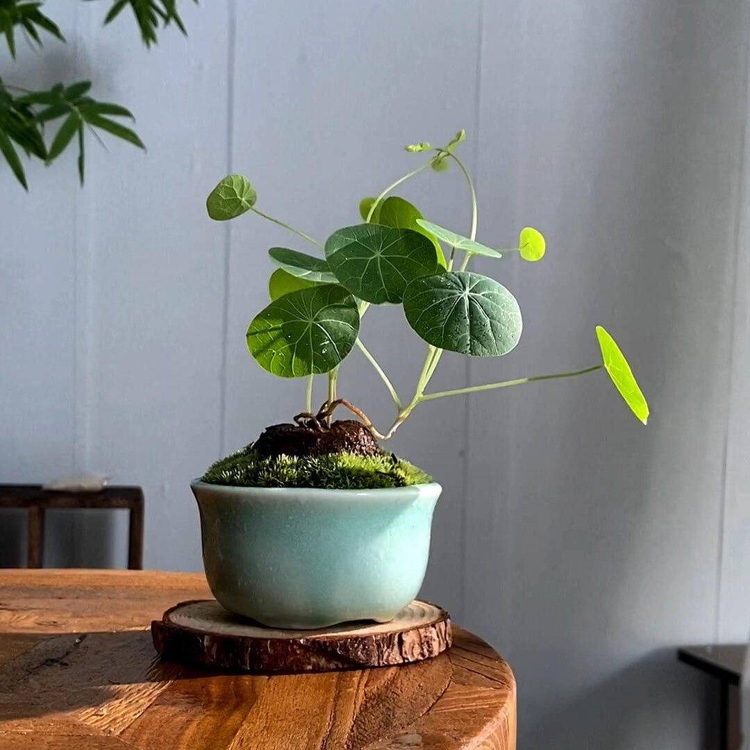 Stephania Erecta: Nejsilnější pokojová rostlina pro líné