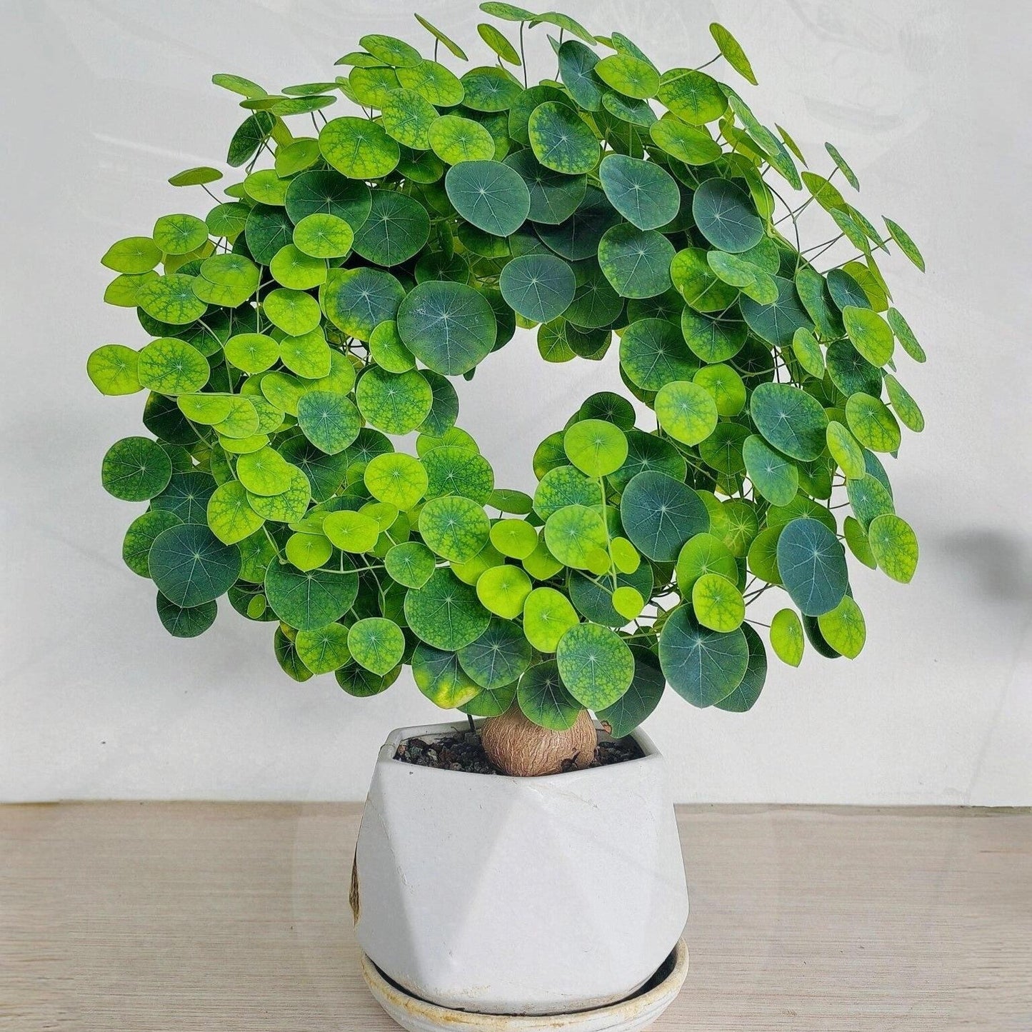 Stephania Erecta: Nejsilnější pokojová rostlina pro líné