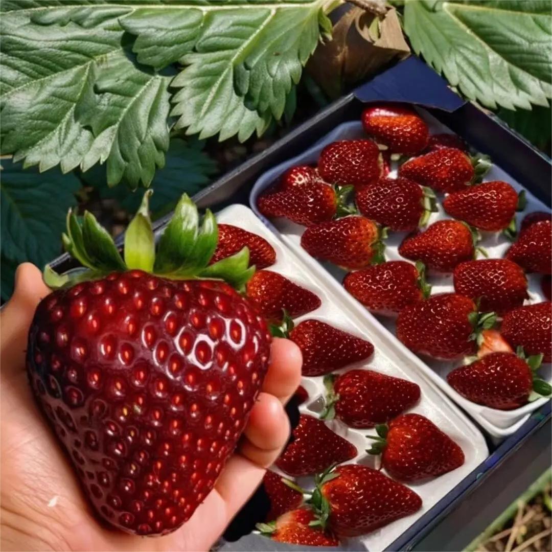 Semena jahody Black Pearl