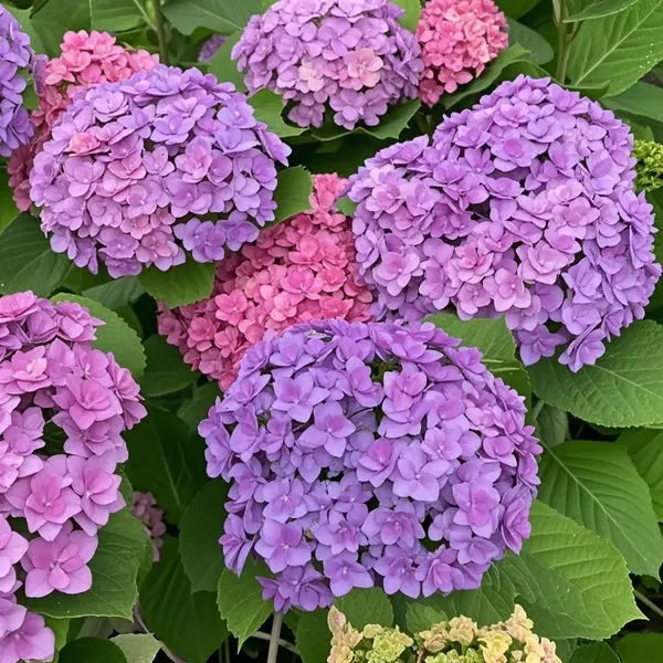 🌈Směs semen hortenzie - krásná a odolná semena trvalek pro vaši zahradu