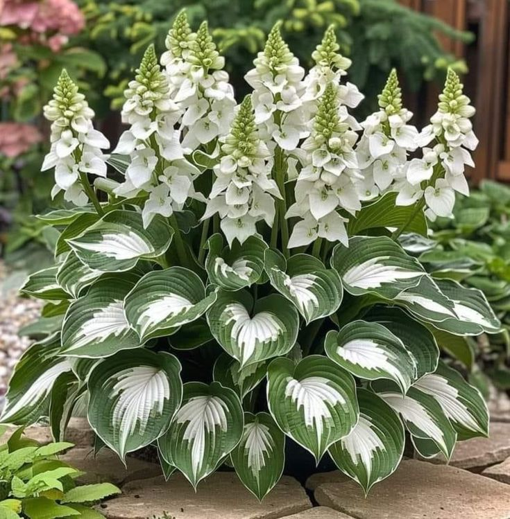 Hardy Beauty: Hosta květiny odolné vůči stínu a chladu