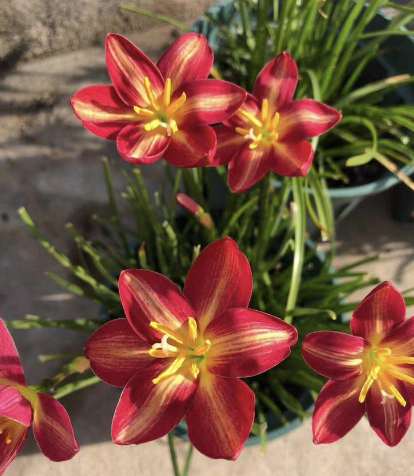 Cibulky dešťových orchidejí – kvetou po dalším dešti