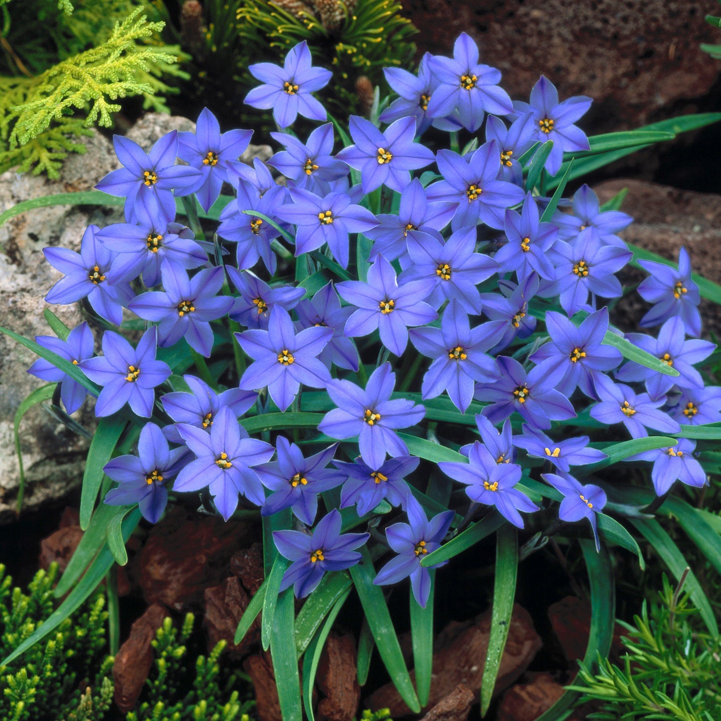 Cibulky dešťových orchidejí – kvetou po dalším dešti